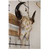 Image 2 : Painted and Embellished BUFFALO/BISON Skull