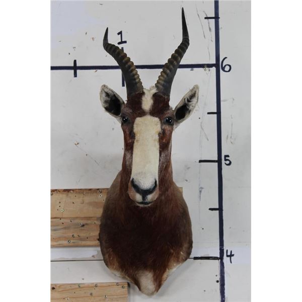 BLESBOK Shoulder Mount