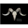 Image 1 : TEXAS DALL RAM Skull and Horns