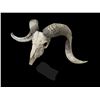 Image 2 : TEXAS DALL RAM Skull and Horns