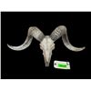 Image 4 : TEXAS DALL RAM Skull and Horns