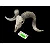 Image 5 : TEXAS DALL RAM Skull and Horns
