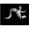 Image 6 : TEXAS DALL RAM Skull and Horns