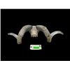 Image 7 : TEXAS DALL RAM Skull and Horns
