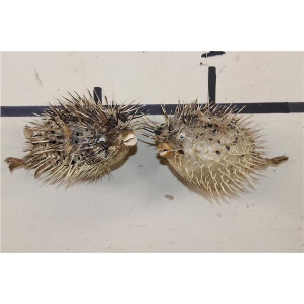 (2) BALLOONFISH aka "Long-spine PORCUPINE FISH" (ONE$)