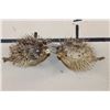 Image 1 : (2) BALLOONFISH aka "Long-spine PORCUPINE FISH" (ONE$)