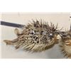 Image 3 : (2) BALLOONFISH aka "Long-spine PORCUPINE FISH" (ONE$)