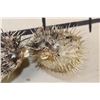Image 6 : (2) BALLOONFISH aka "Long-spine PORCUPINE FISH" (ONE$)