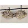 Image 7 : (2) BALLOONFISH aka "Long-spine PORCUPINE FISH" (ONE$)