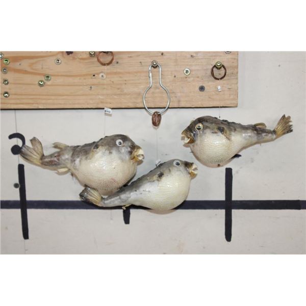 (3) BLUNTHEAD PUFFER FISH (ONE$)