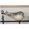 Image 2 : (3) BLUNTHEAD PUFFER FISH (ONE$)