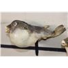 Image 4 : (3) BLUNTHEAD PUFFER FISH (ONE$)