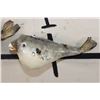 Image 5 : (3) BLUNTHEAD PUFFER FISH (ONE$)