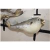 Image 7 : (3) BLUNTHEAD PUFFER FISH (ONE$)