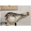 Image 8 : (3) BLUNTHEAD PUFFER FISH (ONE$)