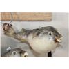 Image 9 : (3) BLUNTHEAD PUFFER FISH (ONE$)