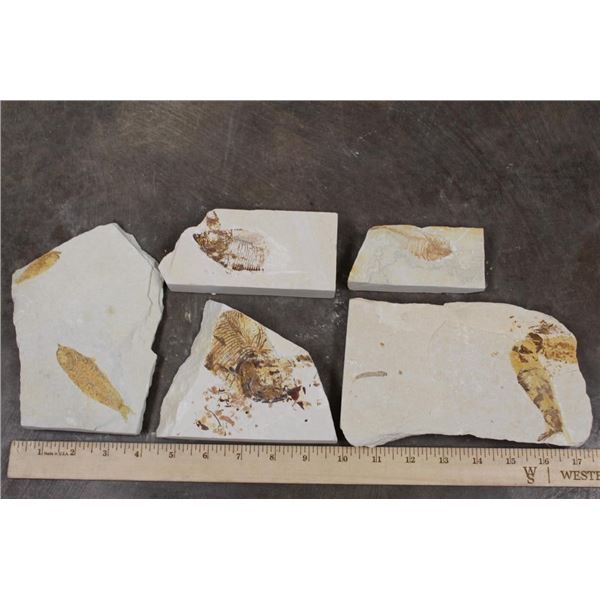 (5) Fish Fossil Plate Fragments, Weight: 1lb 1oz (ONE$)