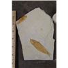 Image 2 : (5) Fish Fossil Plate Fragments, Weight: 1lb 1oz (ONE$)