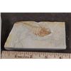 Image 6 : (5) Fish Fossil Plate Fragments, Weight: 1lb 1oz (ONE$)