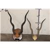 Image 1 : (2) Sets of BLACKBUCK Horns (ONE$)