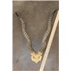 Image 5 : (2) Sets of BLACKBUCK Horns (ONE$)