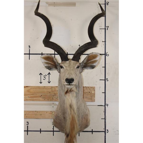 Big KUDU Shoulder Mount with Removable Horns