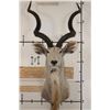 Image 1 : Big KUDU Shoulder Mount with Removable Horns