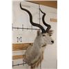 Image 2 : Big KUDU Shoulder Mount with Removable Horns