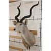 Image 3 : Big KUDU Shoulder Mount with Removable Horns