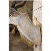Image 8 : Big KUDU Shoulder Mount with Removable Horns