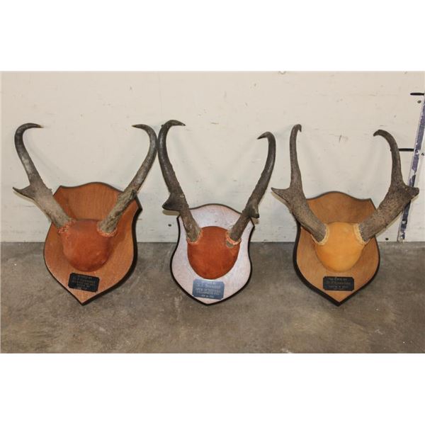 (3) Sets of Mounted PRONGHORNS on Wooden Plaques (ONE$)