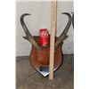 Image 3 : (3) Sets of Mounted PRONGHORNS on Wooden Plaques (ONE$)