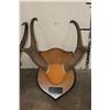 Image 6 : (3) Sets of Mounted PRONGHORNS on Wooden Plaques (ONE$)