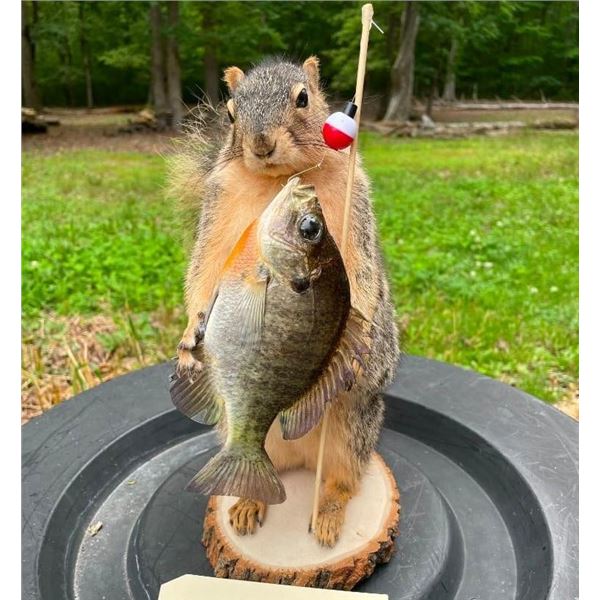 *New* FOX SQUIRREL with His "Big Catch", a BLUE GILL Fish!