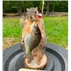 Image 1 : *New* FOX SQUIRREL with His "Big Catch", a BLUE GILL Fish!