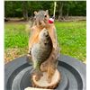 Image 4 : *New* FOX SQUIRREL with His "Big Catch", a BLUE GILL Fish!