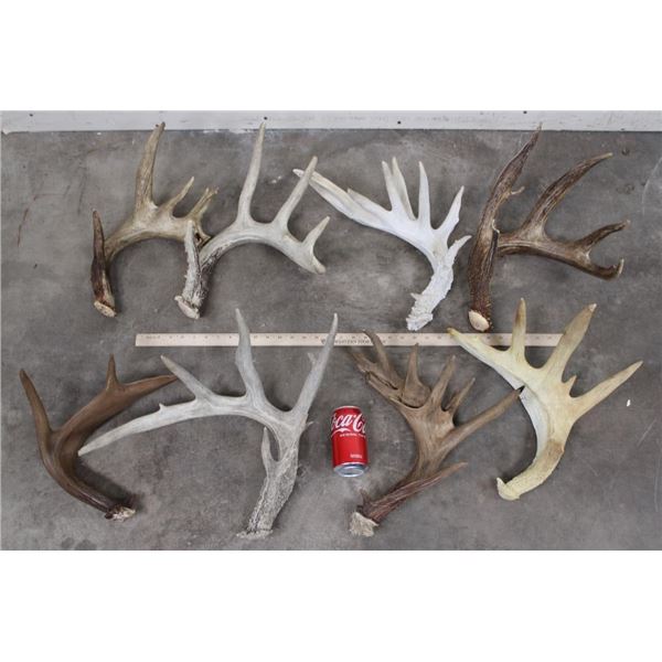 (8) WHITETAIL DEER Antler Sheds (ONE$)