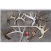 Image 1 : (8) WHITETAIL DEER Antler Sheds (ONE$)