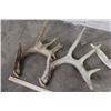 Image 2 : (8) WHITETAIL DEER Antler Sheds (ONE$)