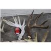 Image 3 : (8) WHITETAIL DEER Antler Sheds (ONE$)