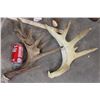 Image 4 : (8) WHITETAIL DEER Antler Sheds (ONE$)