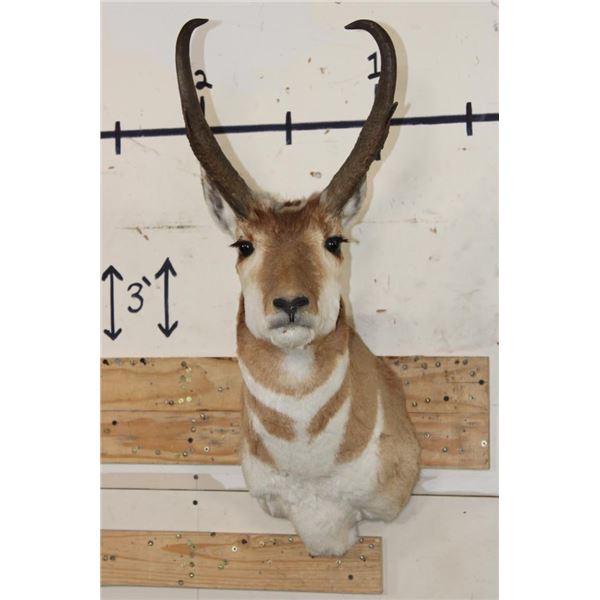 PRONGHORN Shoulder Mount