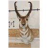Image 1 : PRONGHORN Shoulder Mount