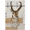 Image 2 : PRONGHORN Shoulder Mount