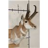Image 3 : PRONGHORN Shoulder Mount