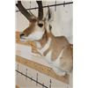 Image 5 : PRONGHORN Shoulder Mount