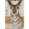 Image 6 : PRONGHORN Shoulder Mount