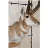 Image 7 : PRONGHORN Shoulder Mount