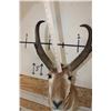 Image 8 : PRONGHORN Shoulder Mount
