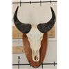 Image 1 : African Forest BUFFALO Skull on a Wooden Plaque
